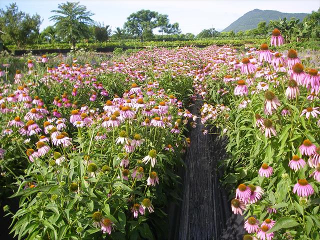 食用花卉-乾燥花卉 產品圖片（圖片編號 707339）
