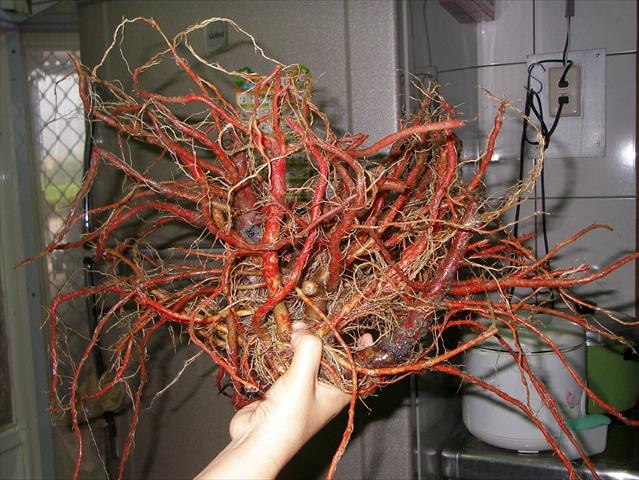 丹參 產品圖片（圖片編號 707344）