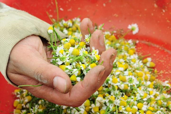 食用花卉-乾燥花卉 產品圖片（圖片編號 707346）