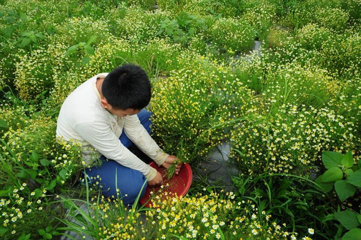 食用花卉-乾燥花卉 產品圖片（圖片編號 707347）