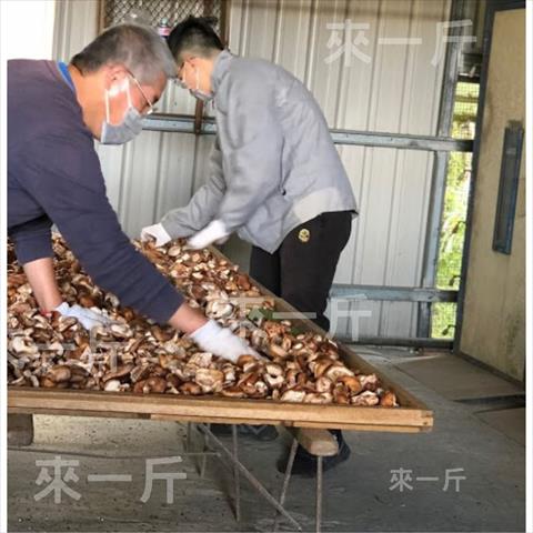 香菇 產品圖片（圖片編號 707595）