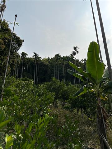 椪柑 產品圖片（圖片編號 708113）