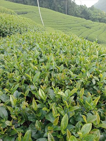 茶製品-茶 產品圖片（產品編號 522586）