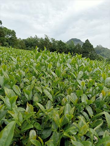 茶製品-茶 產品圖片（圖片編號 708320）