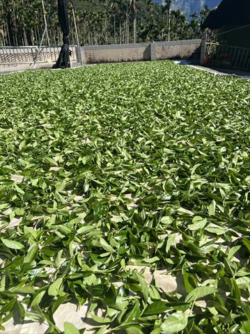 茶製品-茶 產品圖片（圖片編號 709472）
