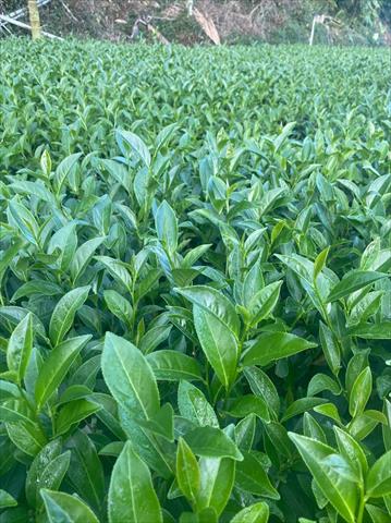 茶製品-茶 產品圖片（圖片編號 709475）
