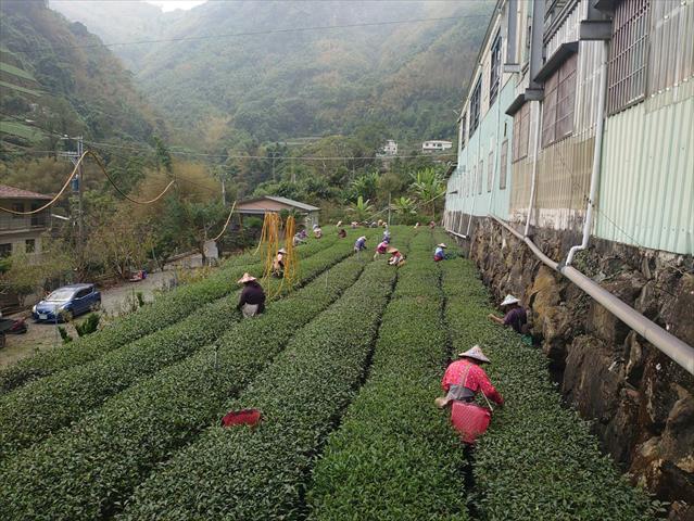 茶製品-茶 產品圖片（產品編號 522823）