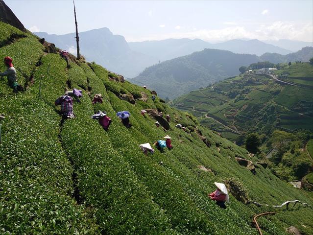 茶製品-茶 產品圖片（圖片編號 709488）