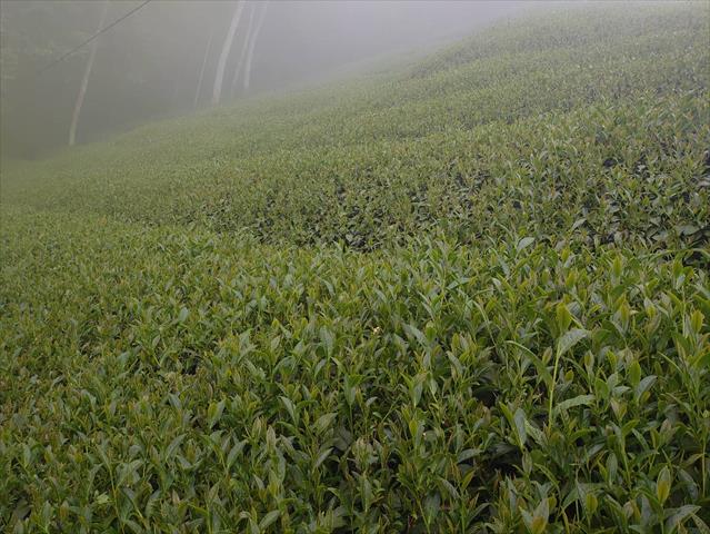 茶製品-茶 產品圖片（圖片編號 709489）