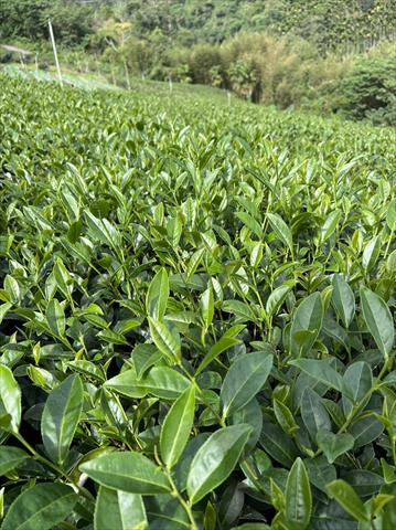 茶製品-茶 產品圖片（產品編號 522881）