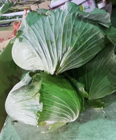 甘藍(高麗菜) 產品圖片（產品編號 522941）