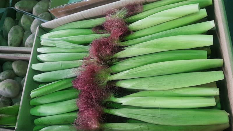 食用玉米(含玉米筍) 產品圖片（圖片編號 709601）