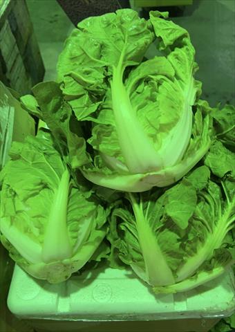 結球白菜(包心白菜) 產品圖片（產品編號 522942）