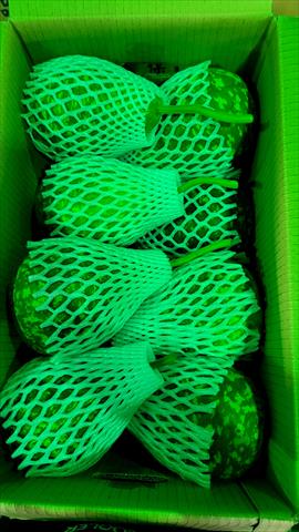扁蒲(瓠瓜,匏瓜,蒲瓜) 產品圖片（產品編號 522943）