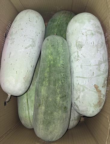 冬瓜 產品圖片（圖片編號 709606）