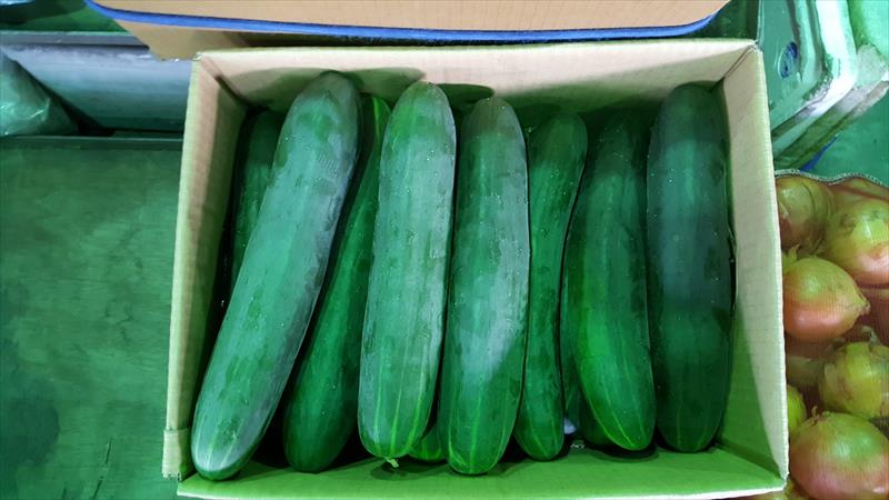 胡瓜(大黃瓜) 產品圖片（圖片編號 709608）