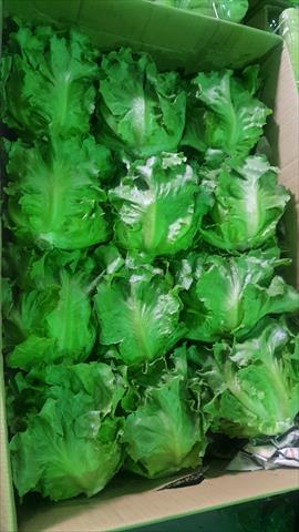 半結球萵苣(大陸妹) 產品圖片（圖片編號 709609）