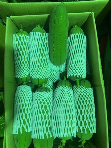 絲瓜 產品圖片（圖片編號 709613）