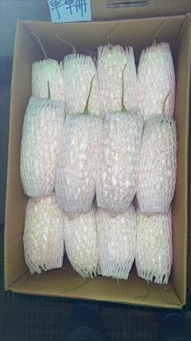 苦瓜 產品圖片（圖片編號 709614）