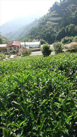 茶製品-茶 產品圖片（圖片編號 710643）