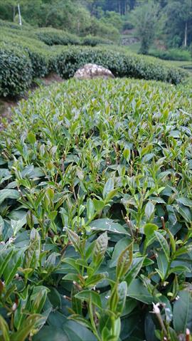 茶製品-茶 產品圖片（圖片編號 710644）