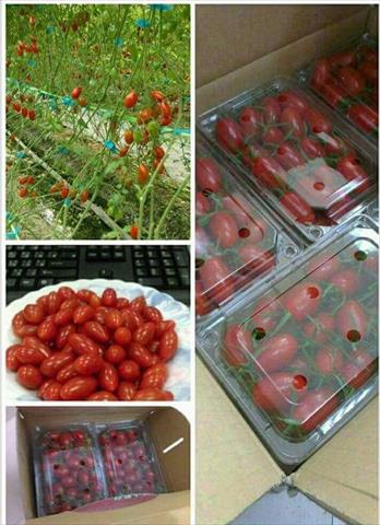 番茄(含小番茄) 產品圖片（圖片編號 710695）