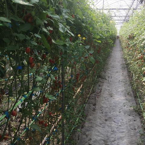 番茄(含小番茄) 產品圖片（產品編號 524502）