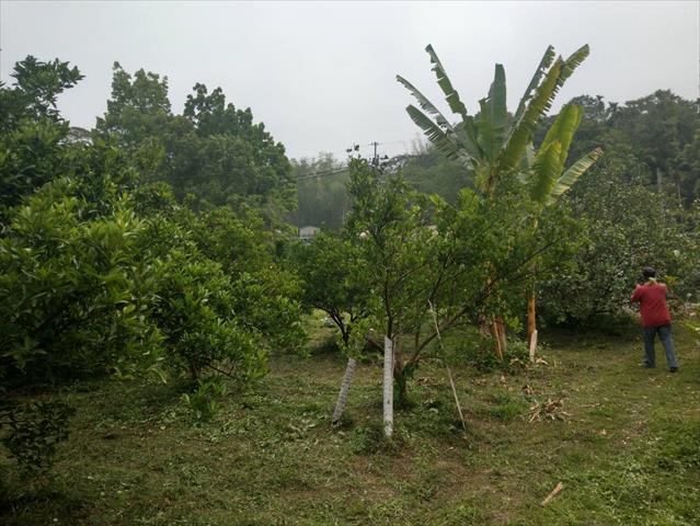 茂谷柑 產品圖片（圖片編號 710701）
