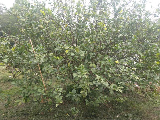 茂谷柑 產品圖片（圖片編號 710702）