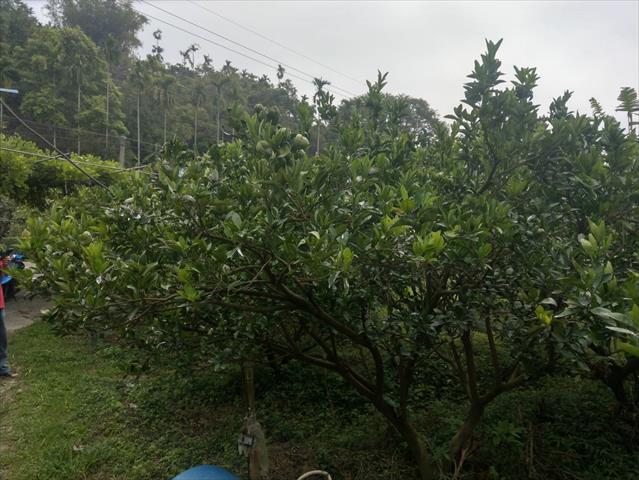 茂谷柑 產品圖片（圖片編號 710703）