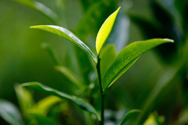 茶製品-茶 產品圖片（圖片編號 712824）