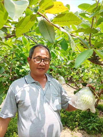 番石榴(芭樂) 產品圖片（產品編號 525283）