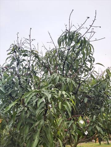 芒果 產品圖片（圖片編號 712974）