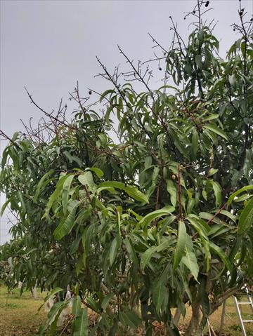 芒果 產品圖片（圖片編號 712975）