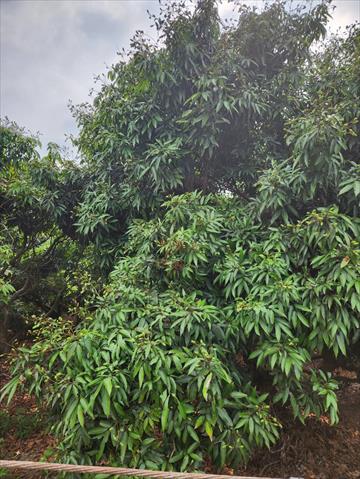 荔枝 產品圖片（產品編號 525323）