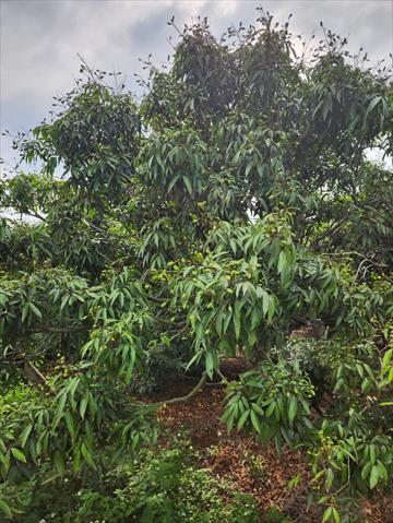 荔枝 產品圖片（圖片編號 712994）