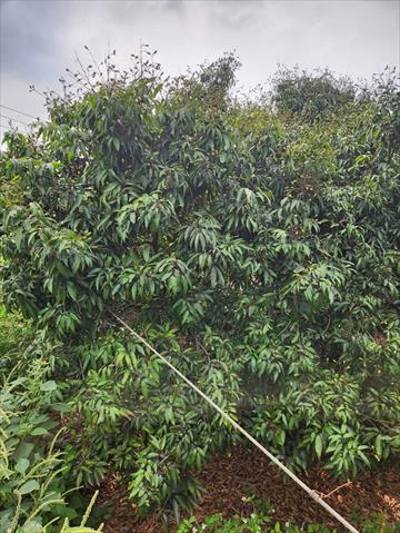 荔枝 產品圖片（圖片編號 712995）