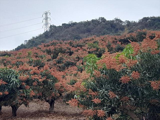 芒果 產品圖片（產品編號 525473）