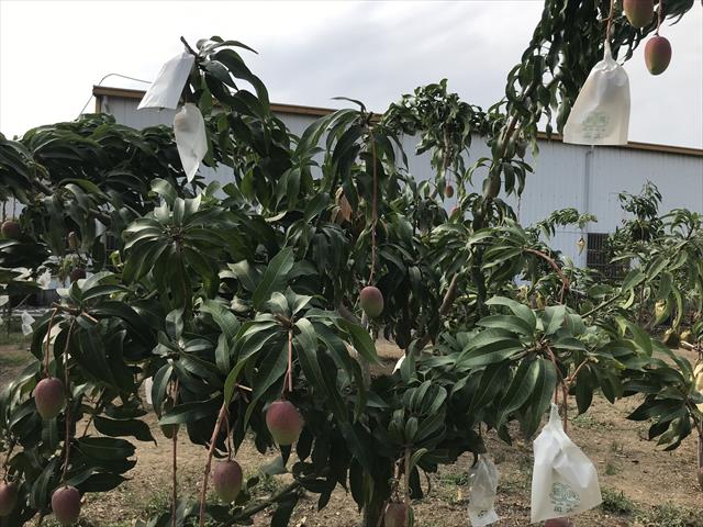 芒果 產品圖片（產品編號 525483）
