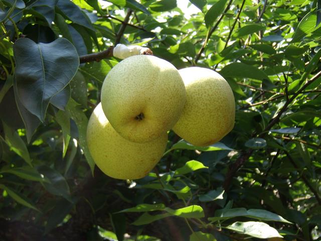 梨 產品圖片（圖片編號 714093）