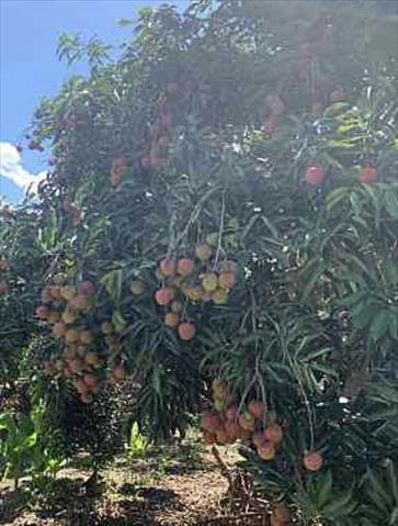 荔枝 產品圖片（產品編號 526408）