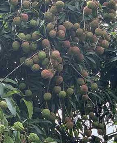 荔枝 產品圖片（圖片編號 715047）