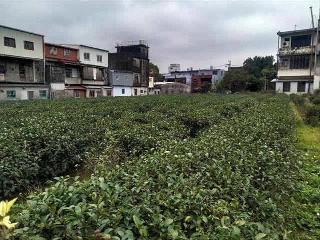茶製品-茶 產品圖片（圖片編號 715211）