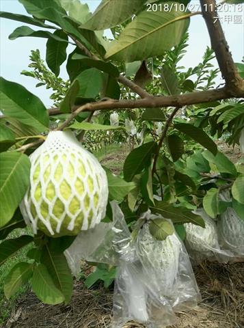 番石榴(芭樂) 產品圖片（產品編號 526745）