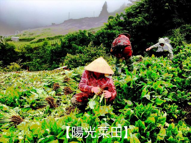 菠菜 產品圖片（產品編號 527171）