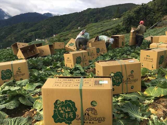 甘藍(高麗菜) 產品圖片（圖片編號 716156）