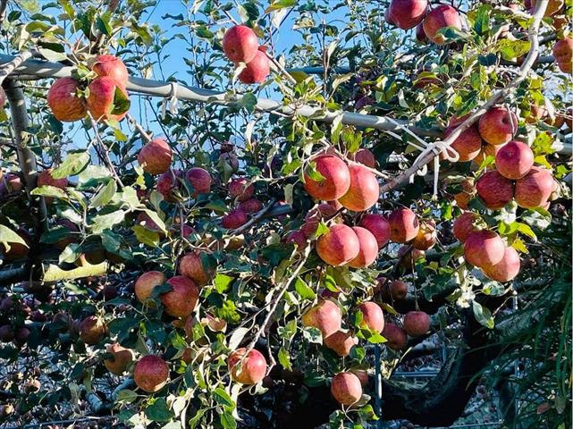 蘋果 產品圖片（圖片編號 716158）