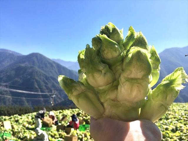 大蒜 產品圖片（產品編號 527172）