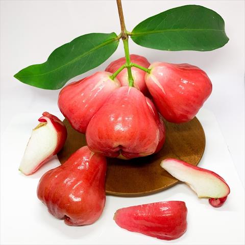 蓮霧 產品圖片（圖片編號 716252）