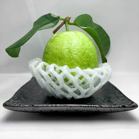 番石榴(芭樂) 產品圖片（產品編號 527276）